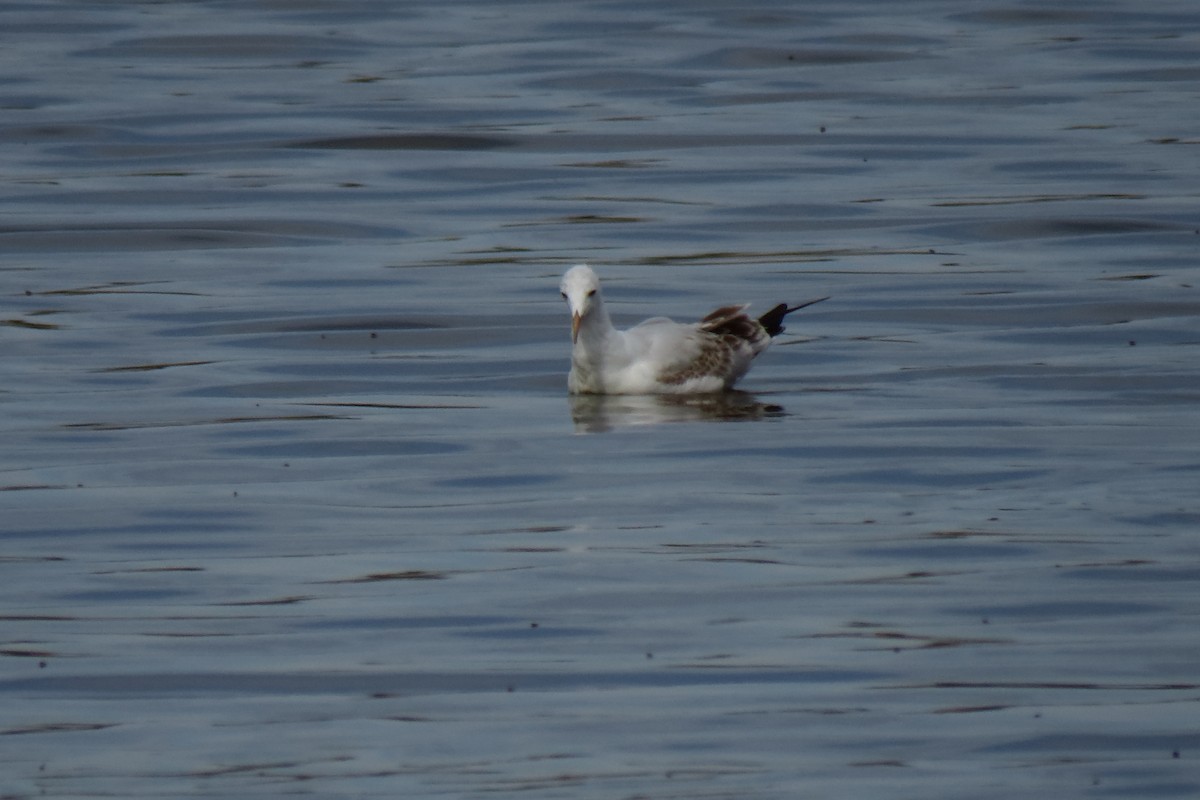 Slender-billed Gull - ML641651274