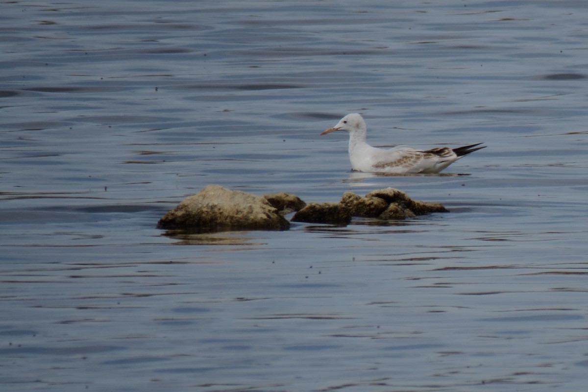 Slender-billed Gull - ML641651275