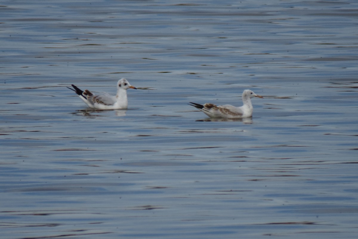 Slender-billed Gull - ML641651276