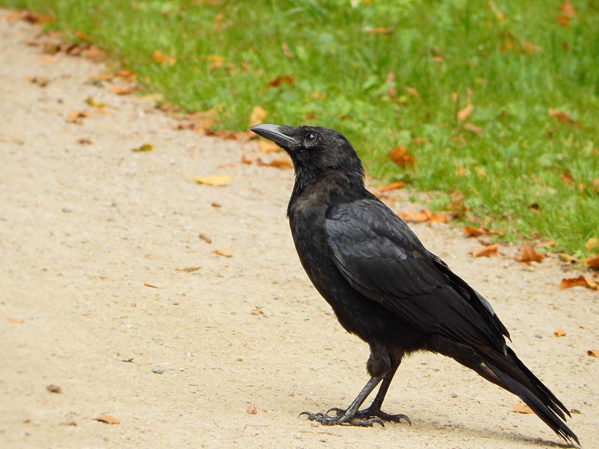 Carrion Crow - ML641651277