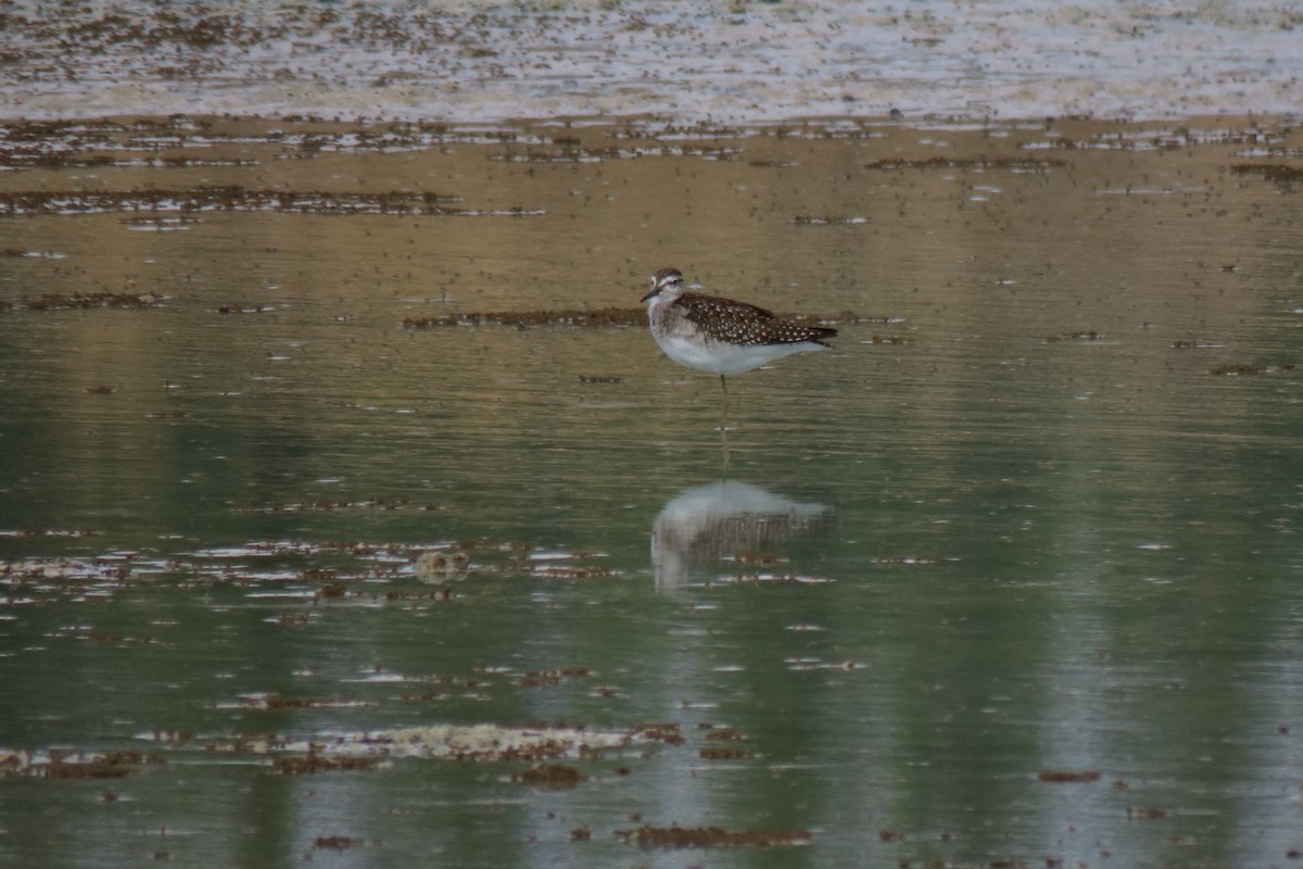 Bruchwasserläufer - ML641651284