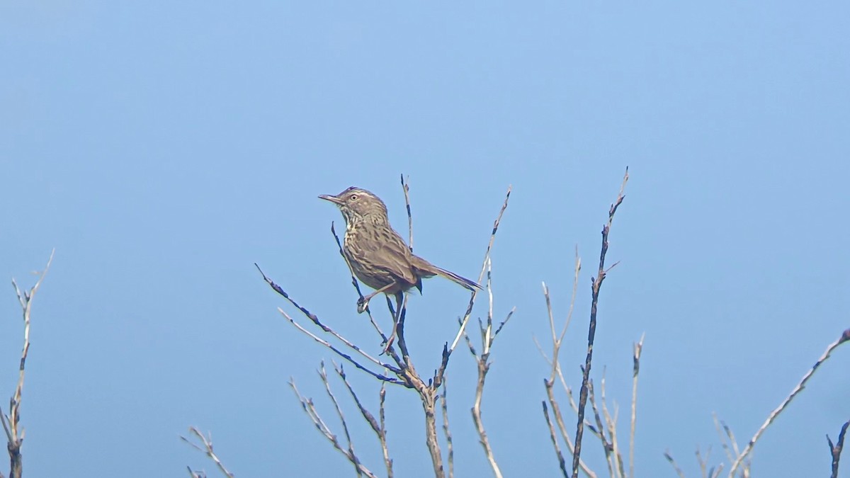 Western Fieldwren - ML641651286