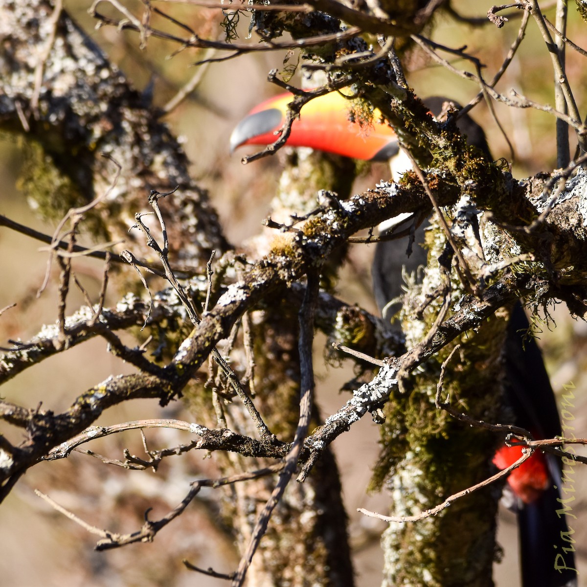 Toco Toucan - ML641651294