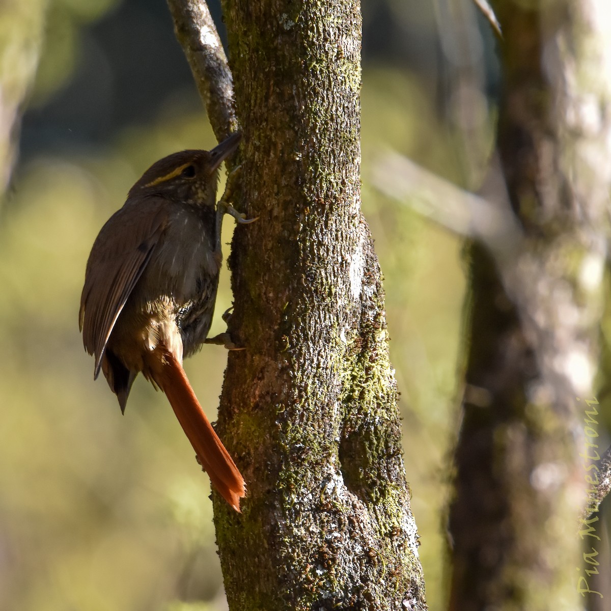 Buff-browed Foliage-gleaner - ML641651302