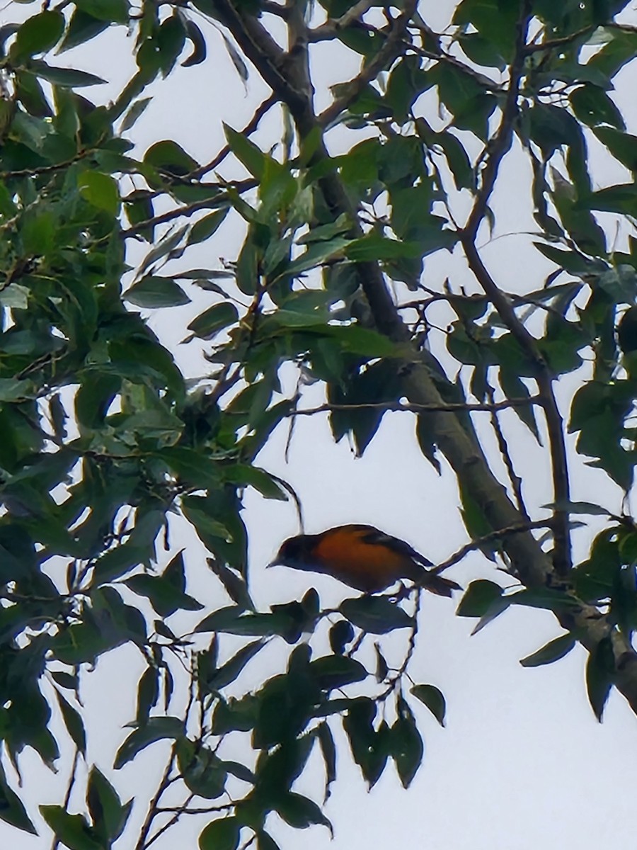 Baltimore Oriole - ML641651304