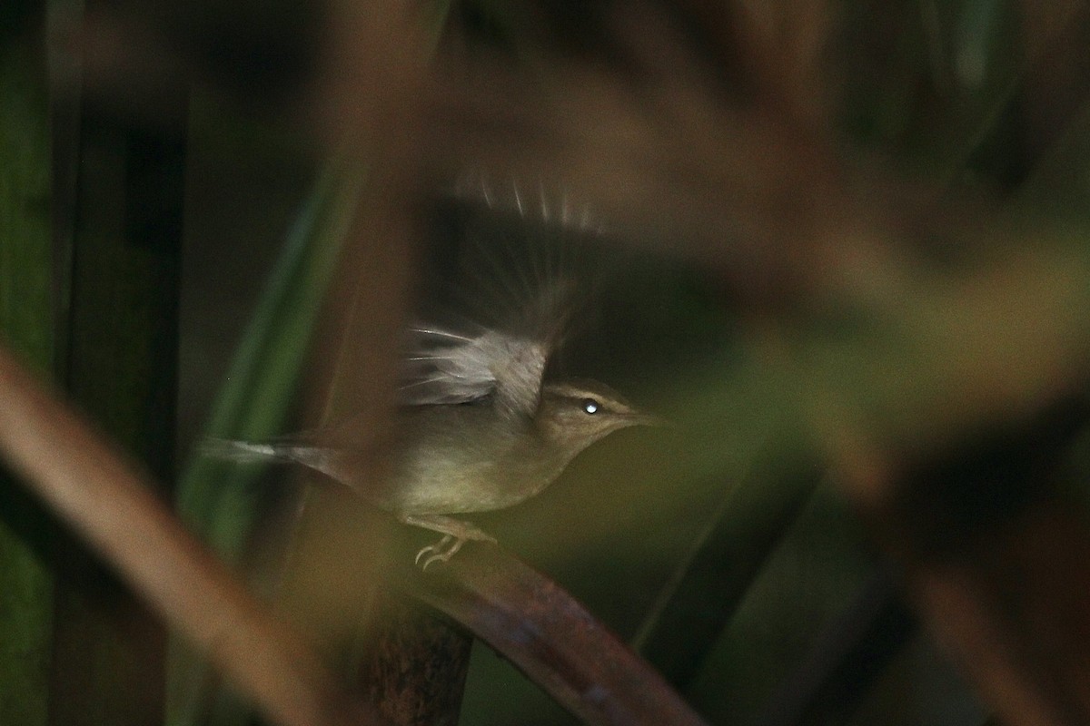 Swainson's Warbler - ML641651305