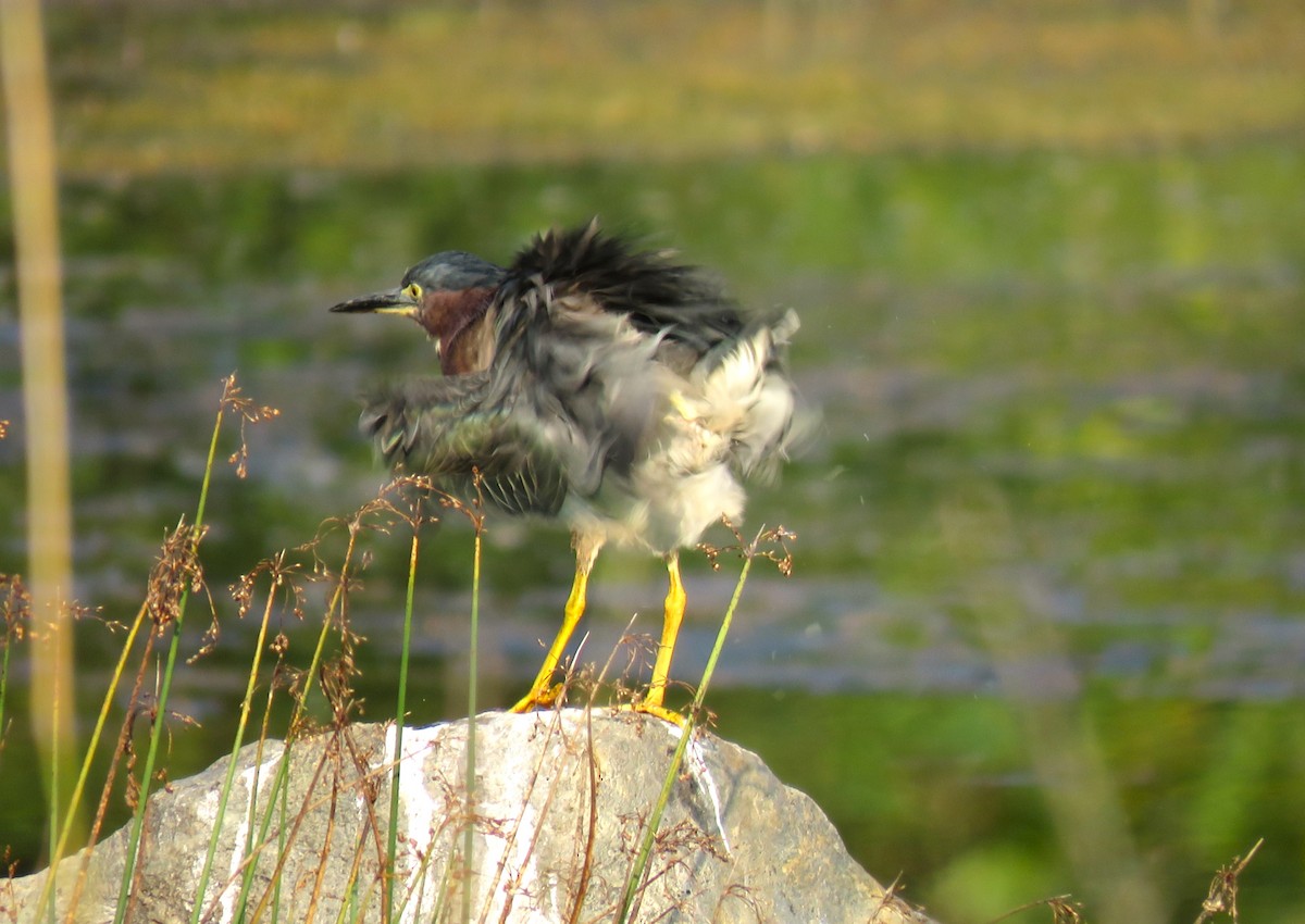 Green Heron - ML641651366