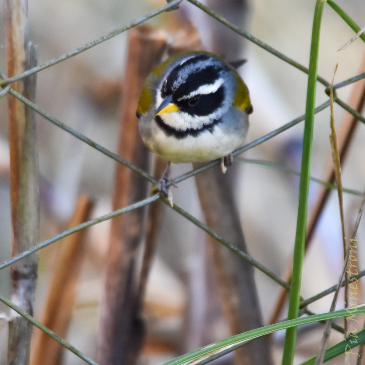 Moss-backed Sparrow - ML641651368