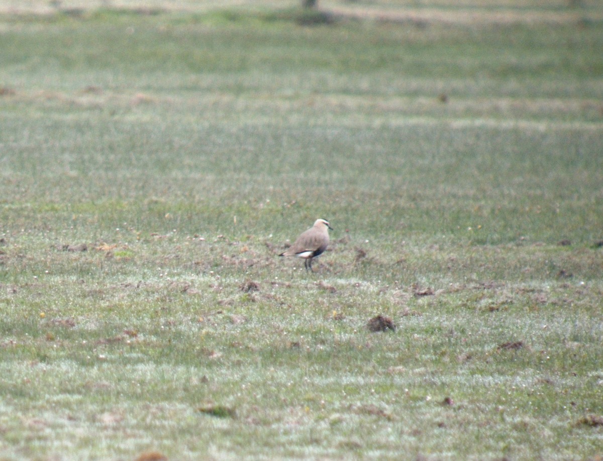 Sociable Lapwing - ML641651370