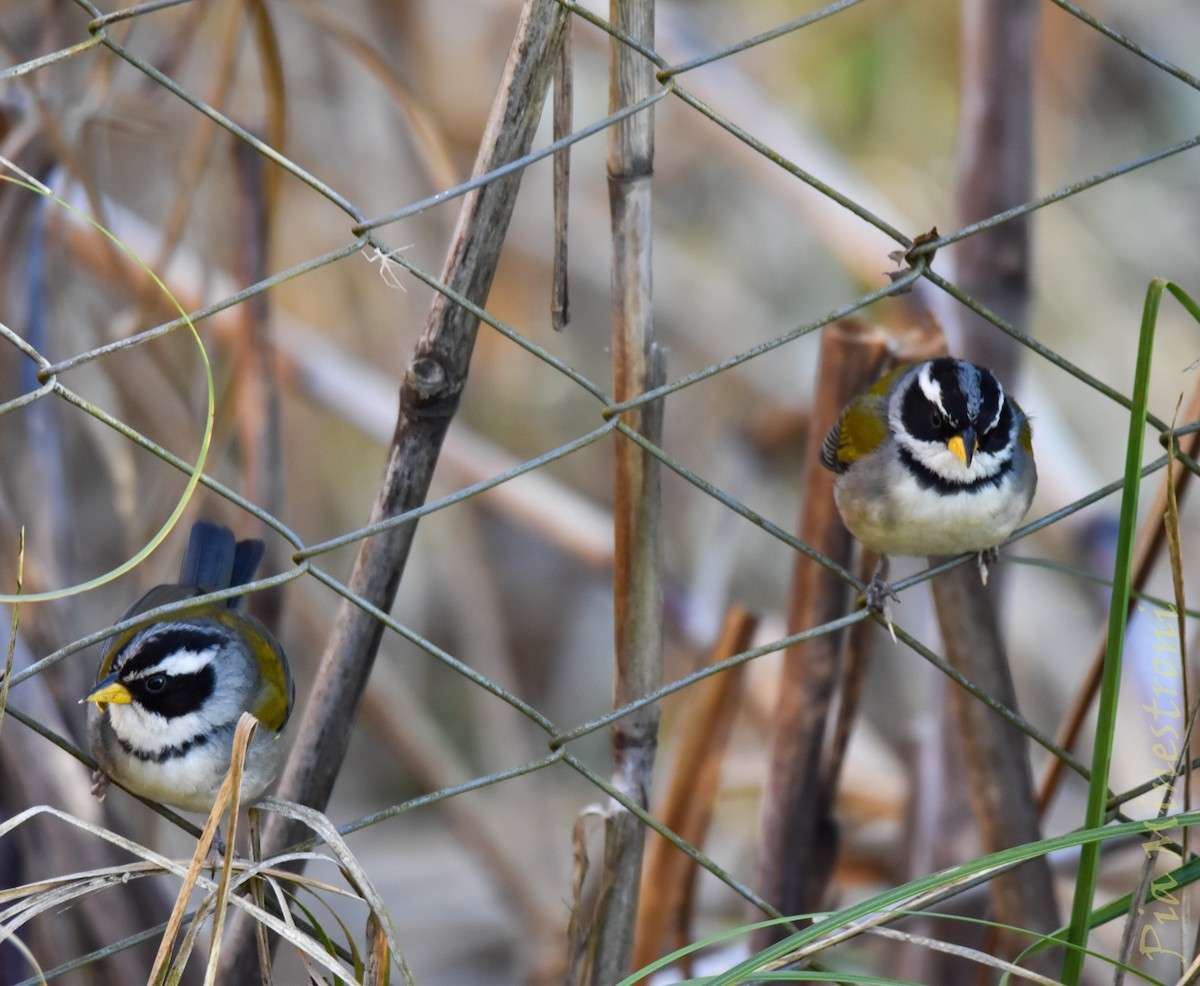 Moss-backed Sparrow - ML641651371