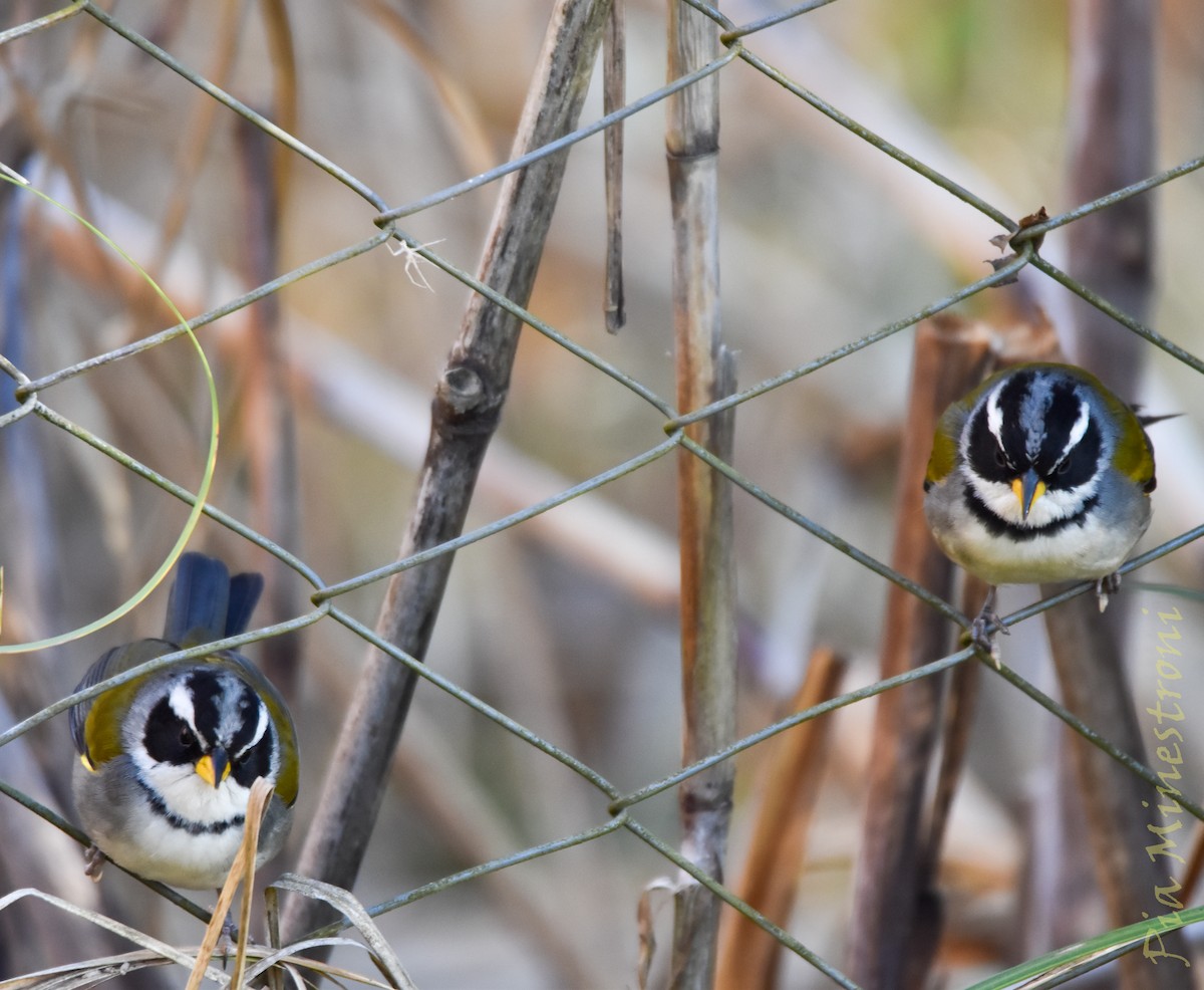Moss-backed Sparrow - ML641651372