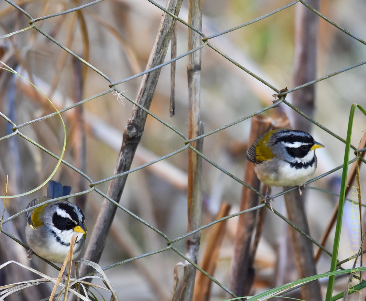 Moss-backed Sparrow - ML641651373