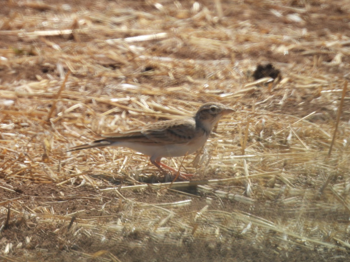 Greater Short-toed Lark - ML641651375