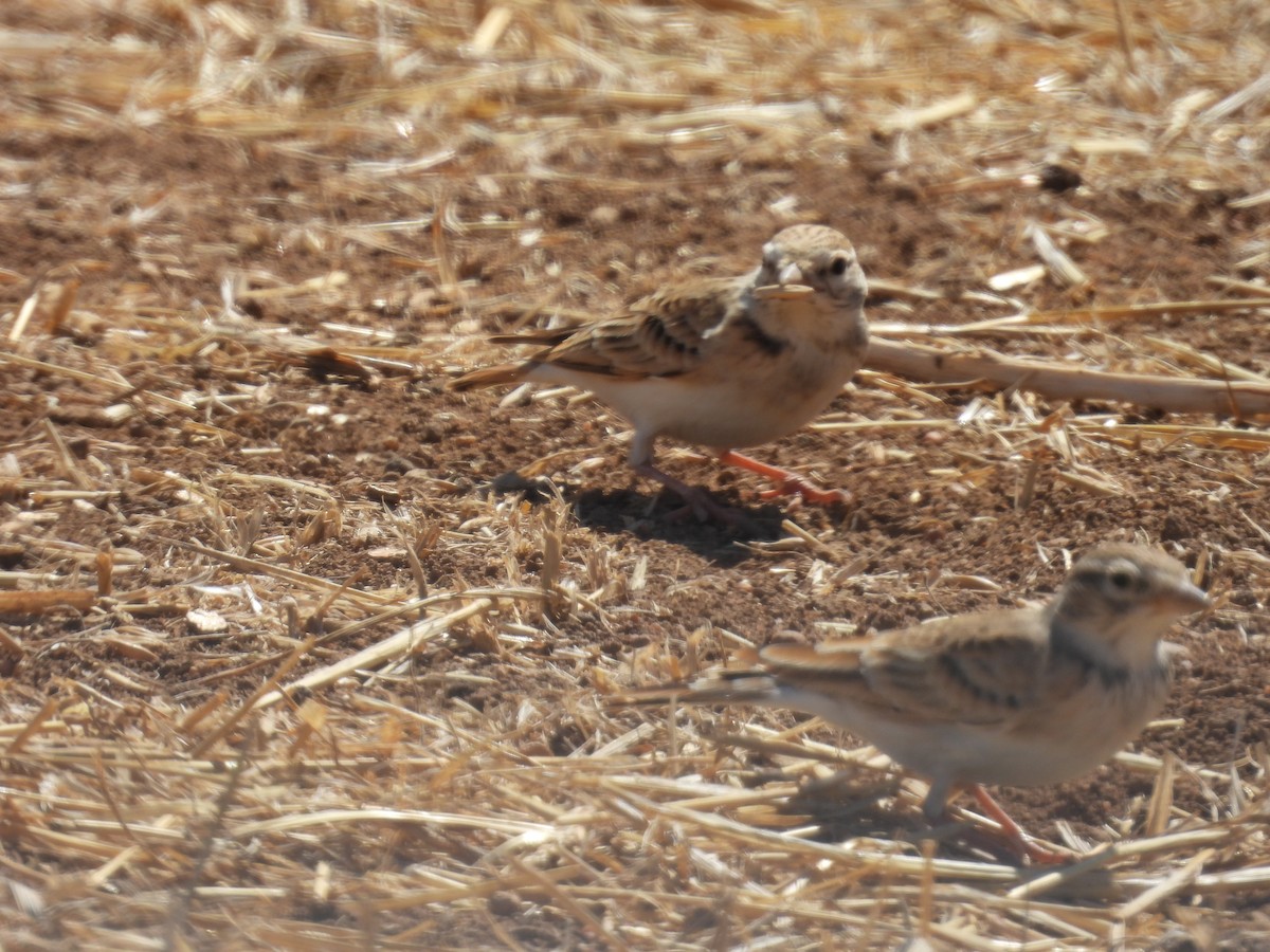 Greater Short-toed Lark - ML641651383