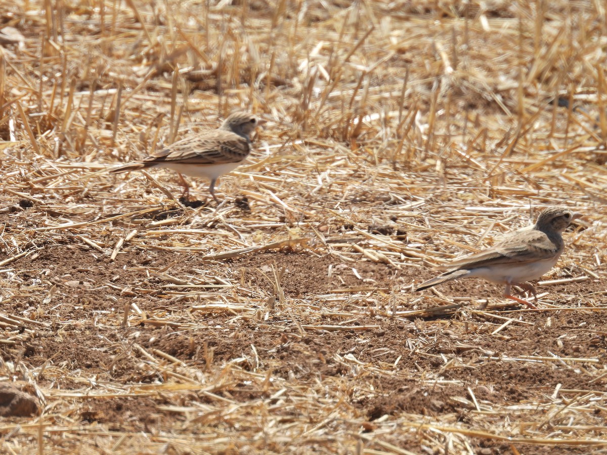 Greater Short-toed Lark - ML641651390