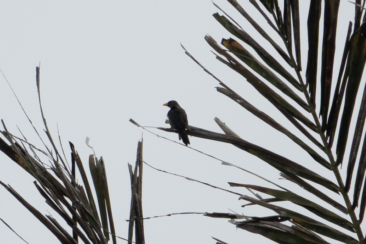Finch-billed Myna - ML641651413