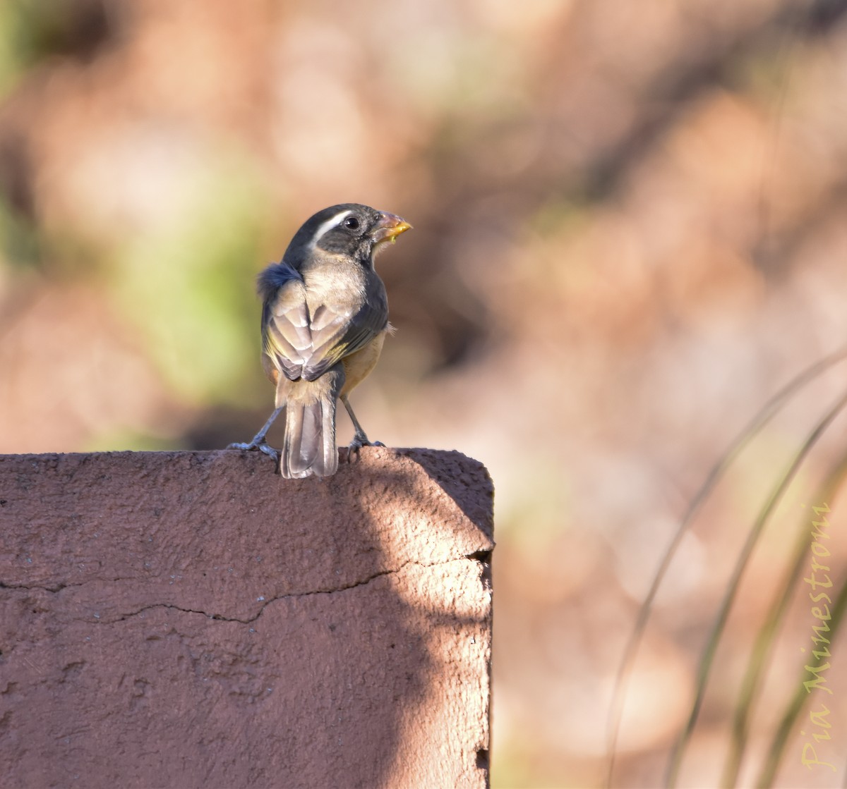 Golden-billed Saltator - ML641651422