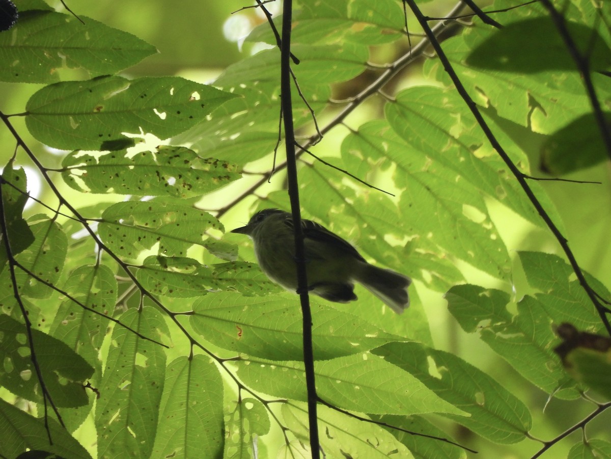 Yellow Tyrannulet - ML641651450
