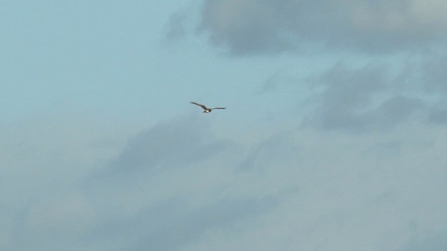 Swamp Harrier - ML641651462