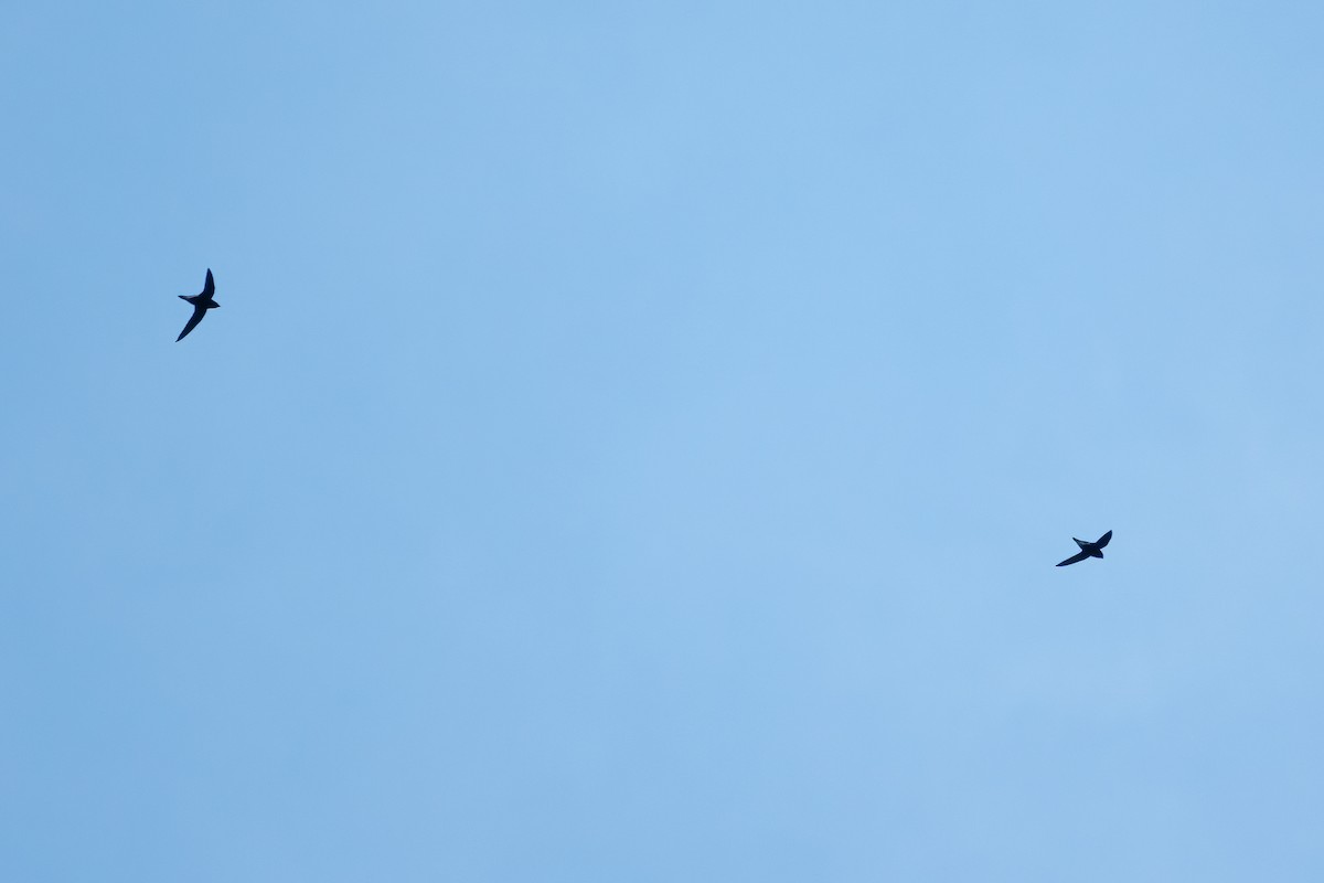 Purple Needletail - ML641651477