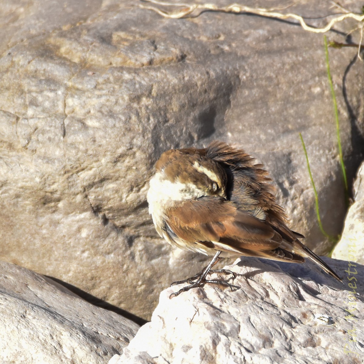 Cream-winged Cinclodes - ML641651484