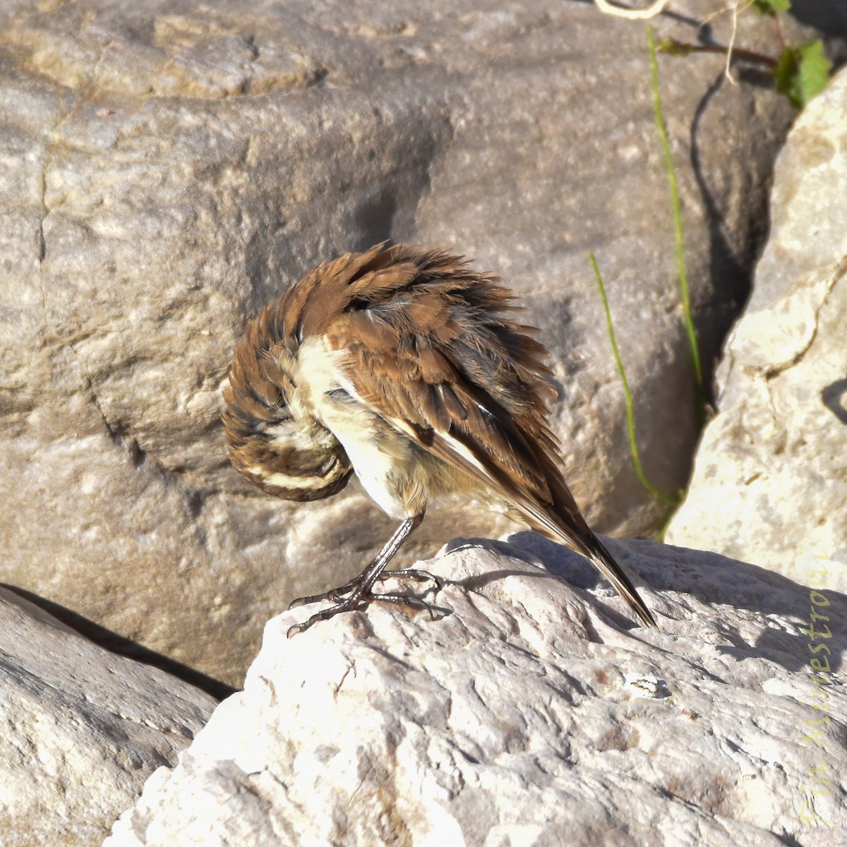 Cream-winged Cinclodes - ML641651485