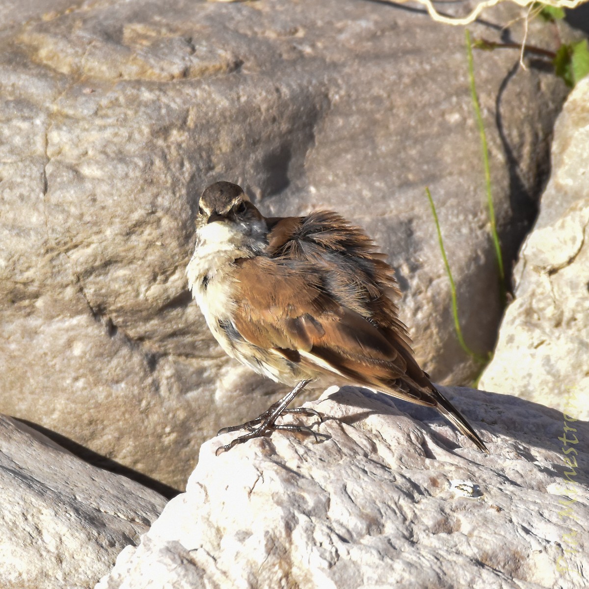 Cream-winged Cinclodes - ML641651486