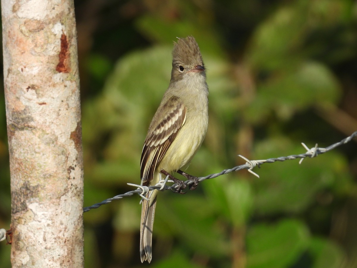 Yellow-bellied Elaenia - ML641651493