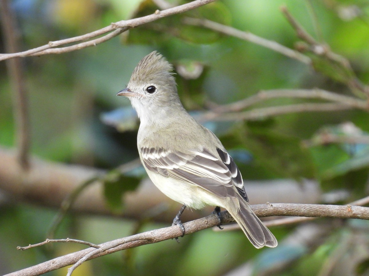 Yellow-bellied Elaenia - ML641651494