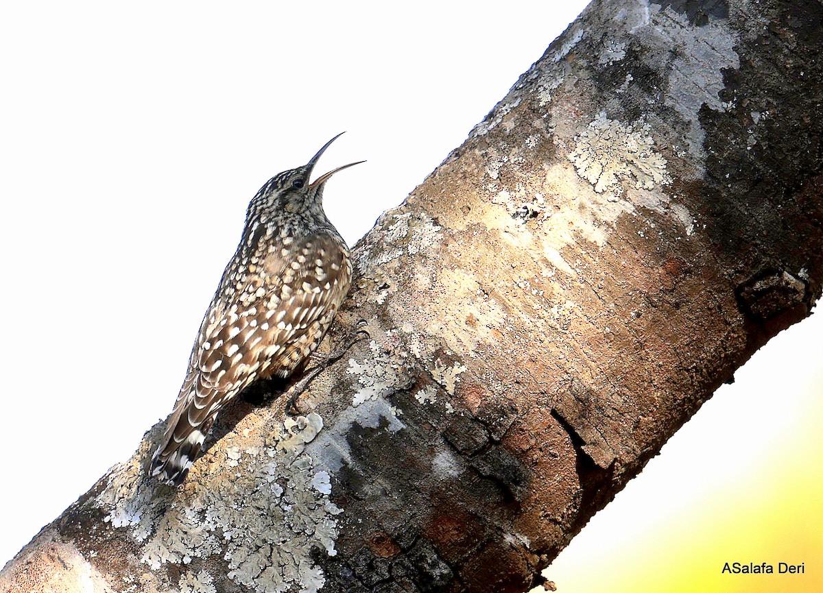 African Spotted Creeper - ML641651503