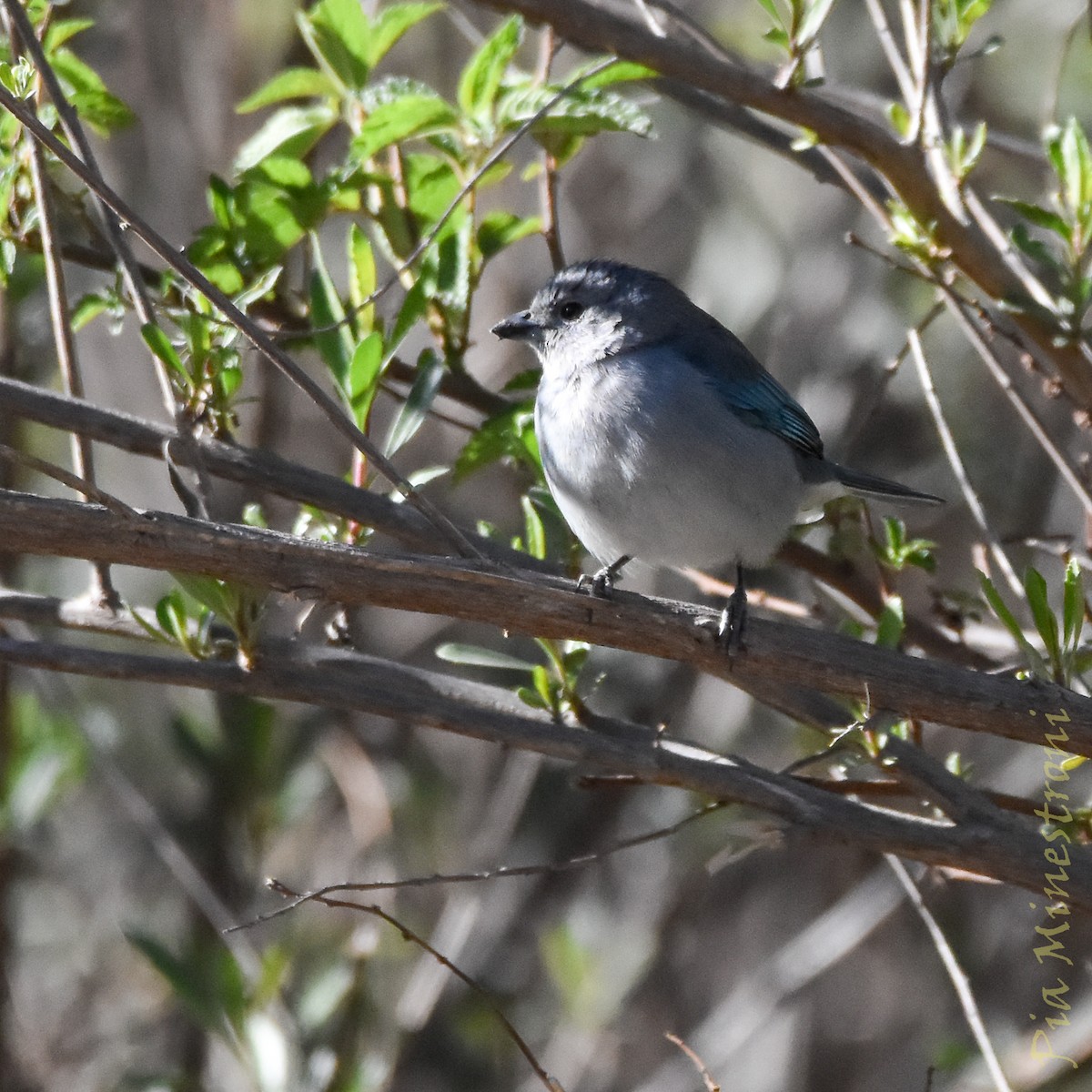Sayaca Tanager - ML641651522