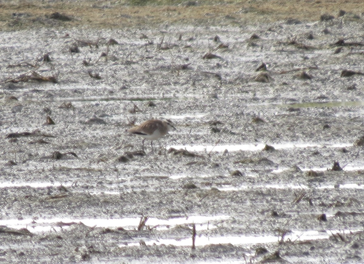 Sociable Lapwing - ML641651524