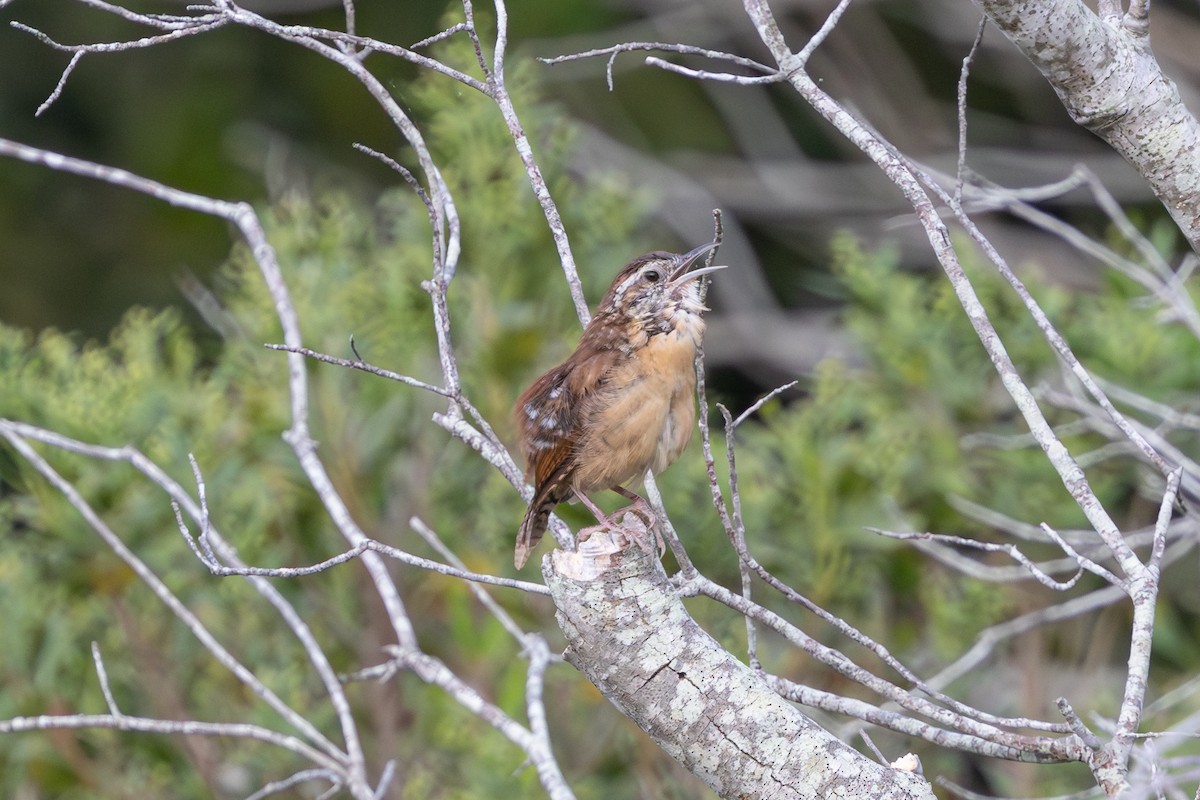 Carolina Wren - ML641651569