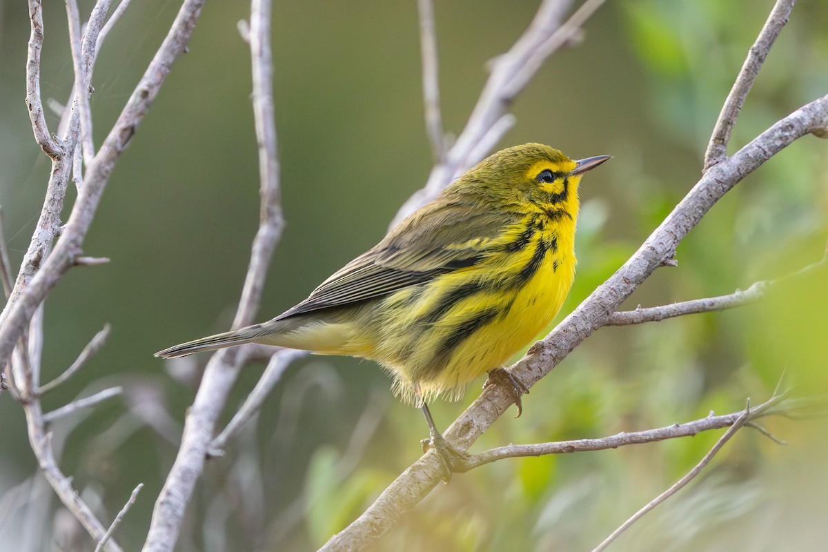 Prairie Warbler - ML641651586