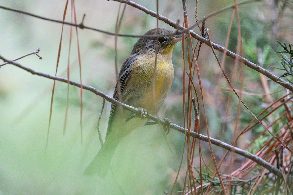 Pine Warbler - ML641651600