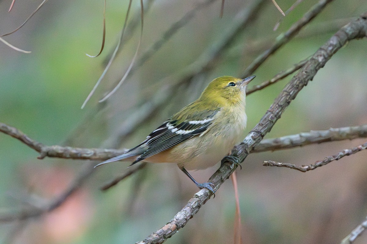Bay-breasted Warbler - ML641651607