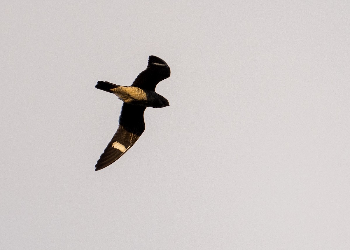 Common Nighthawk - ML641651707