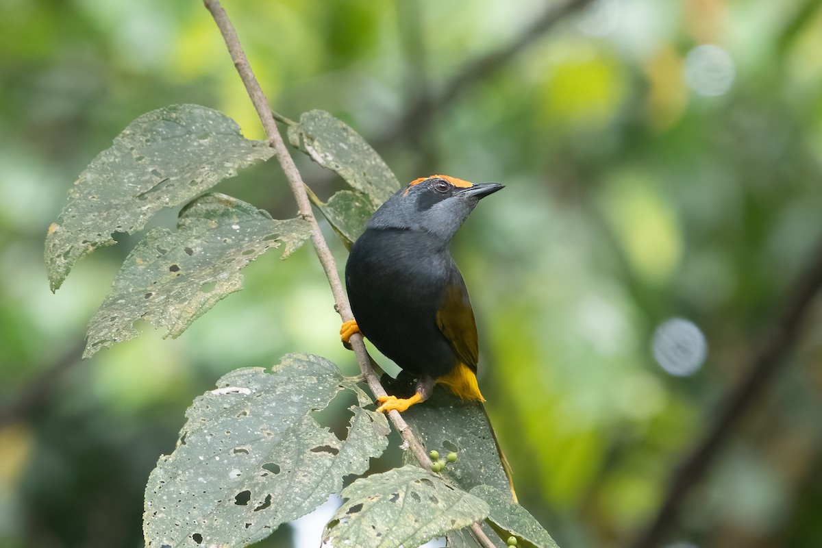 Fiery-browed Myna - ML641651725