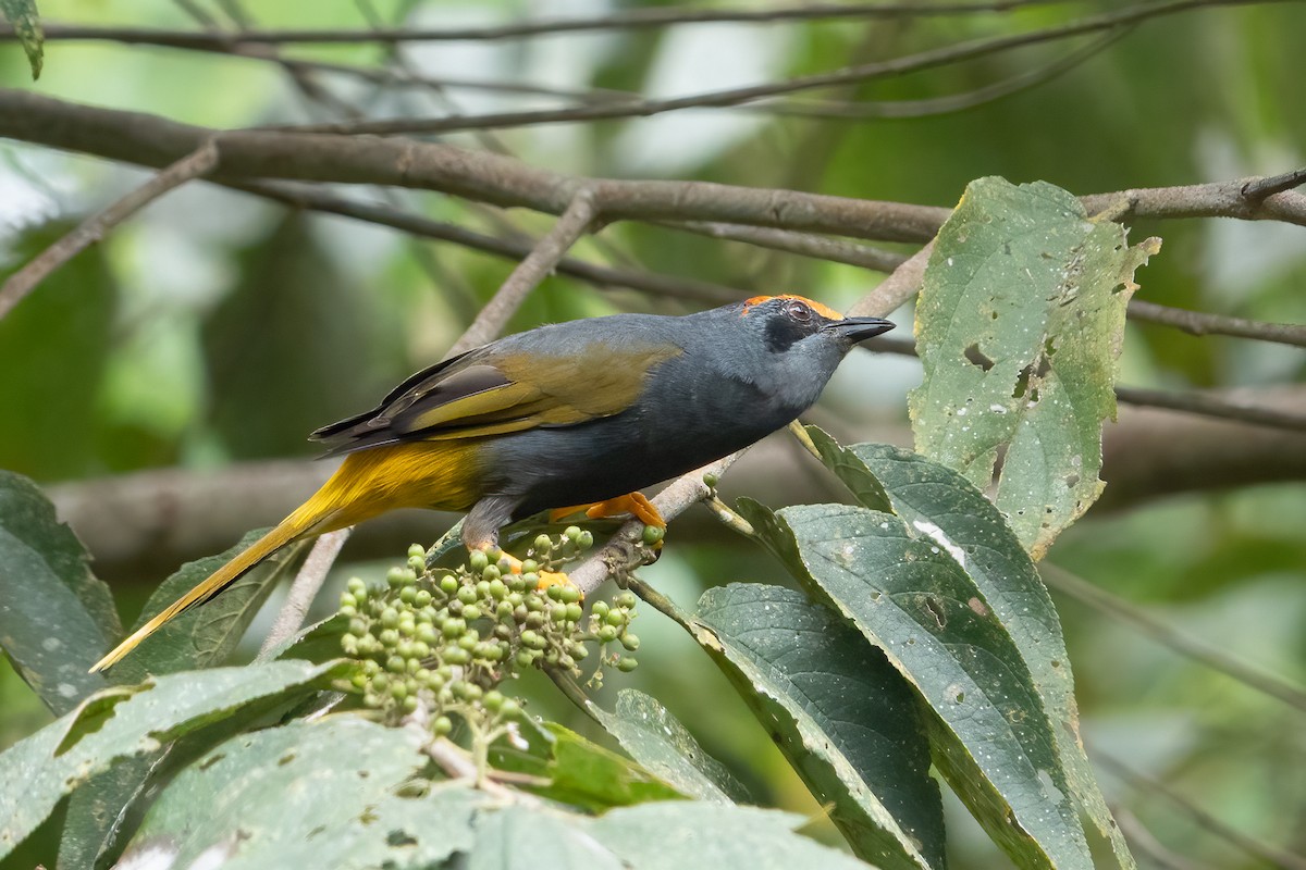 Fiery-browed Myna - ML641651726