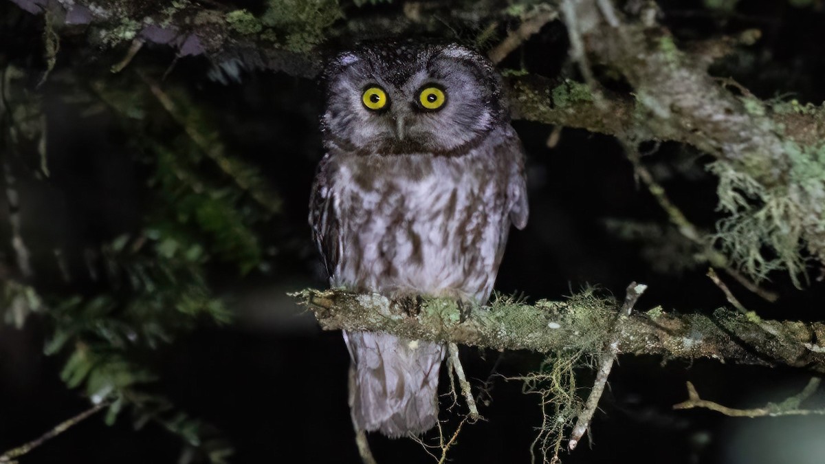 Boreal Owl - ML641651765