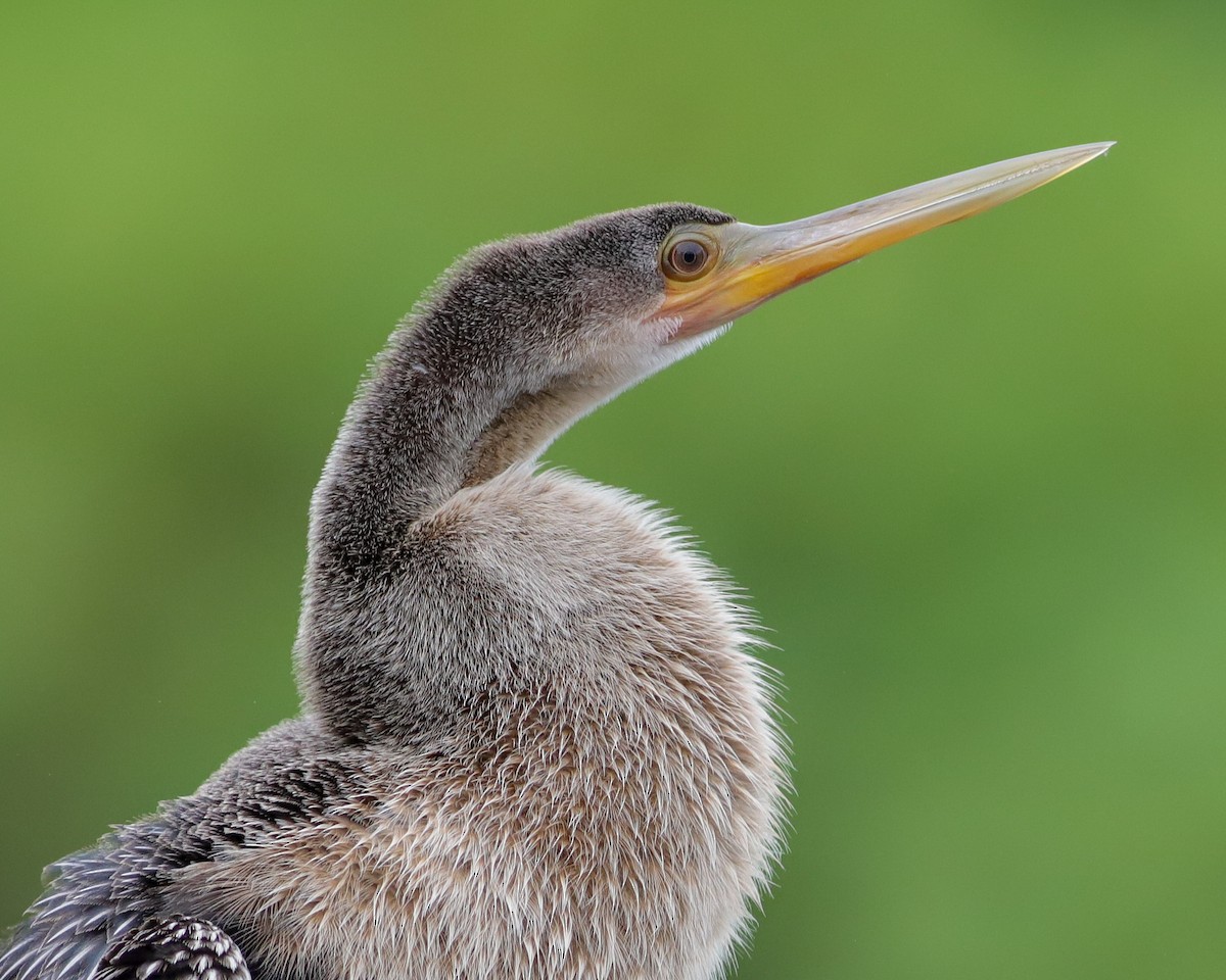 Anhinga - ML641651766