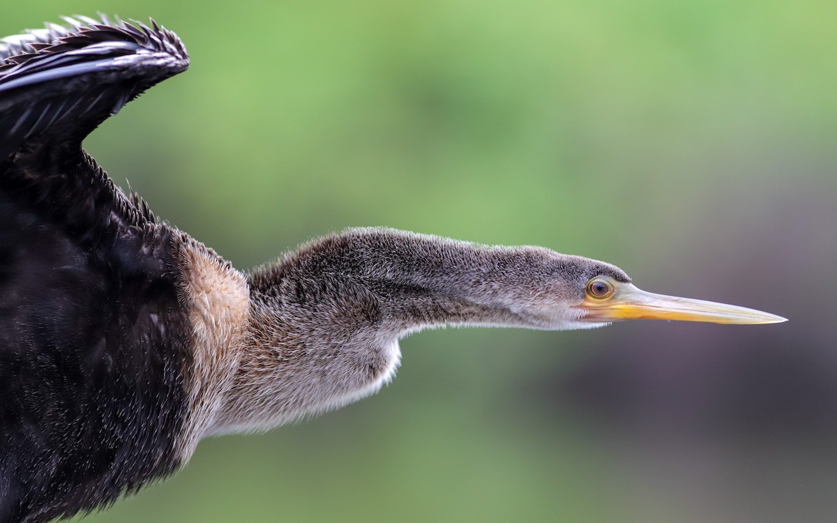 Anhinga - ML641651767