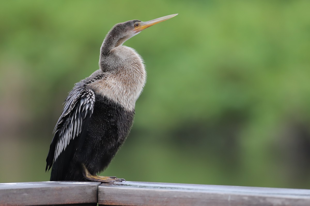 Anhinga - ML641651768
