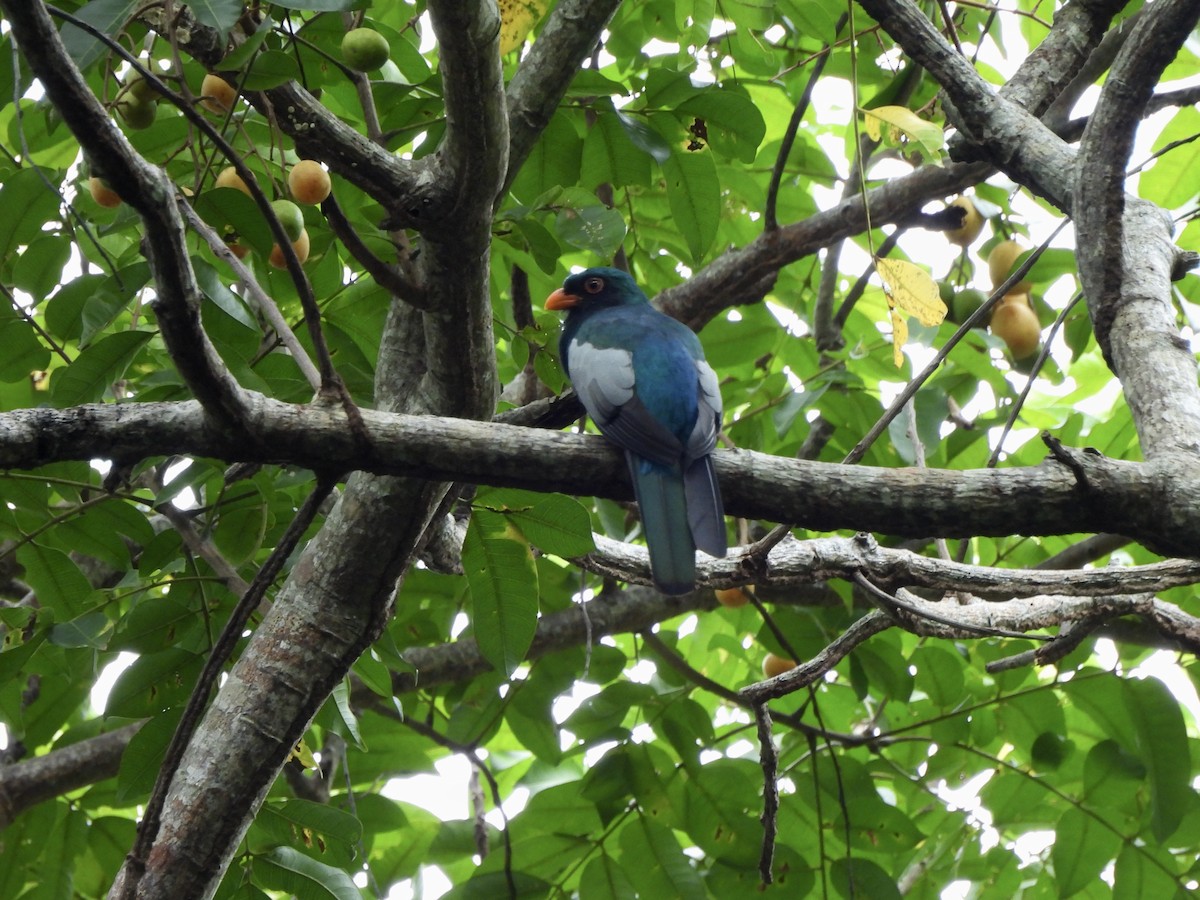 Slaty-tailed Trogon - ML641651789