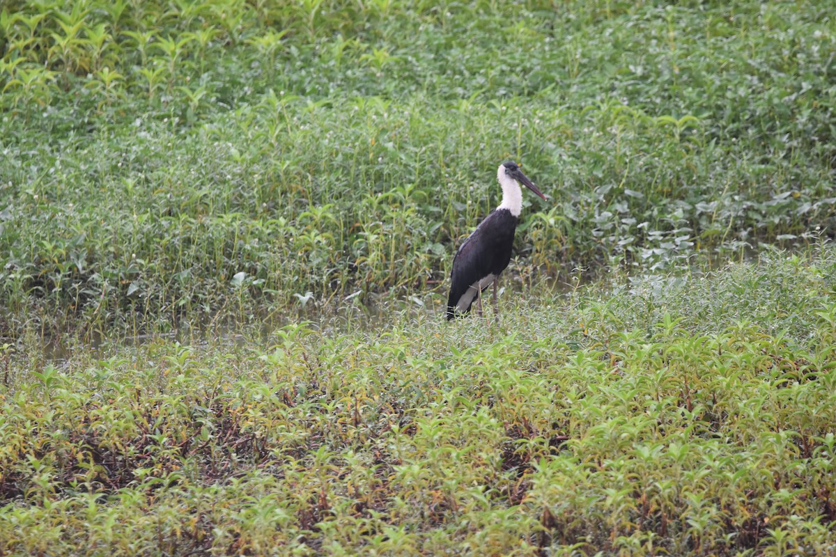 ullhalsstork - ML641651792