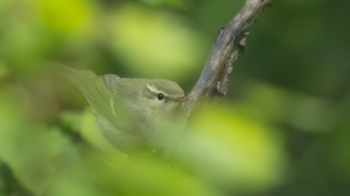 Green Warbler - ML641651800