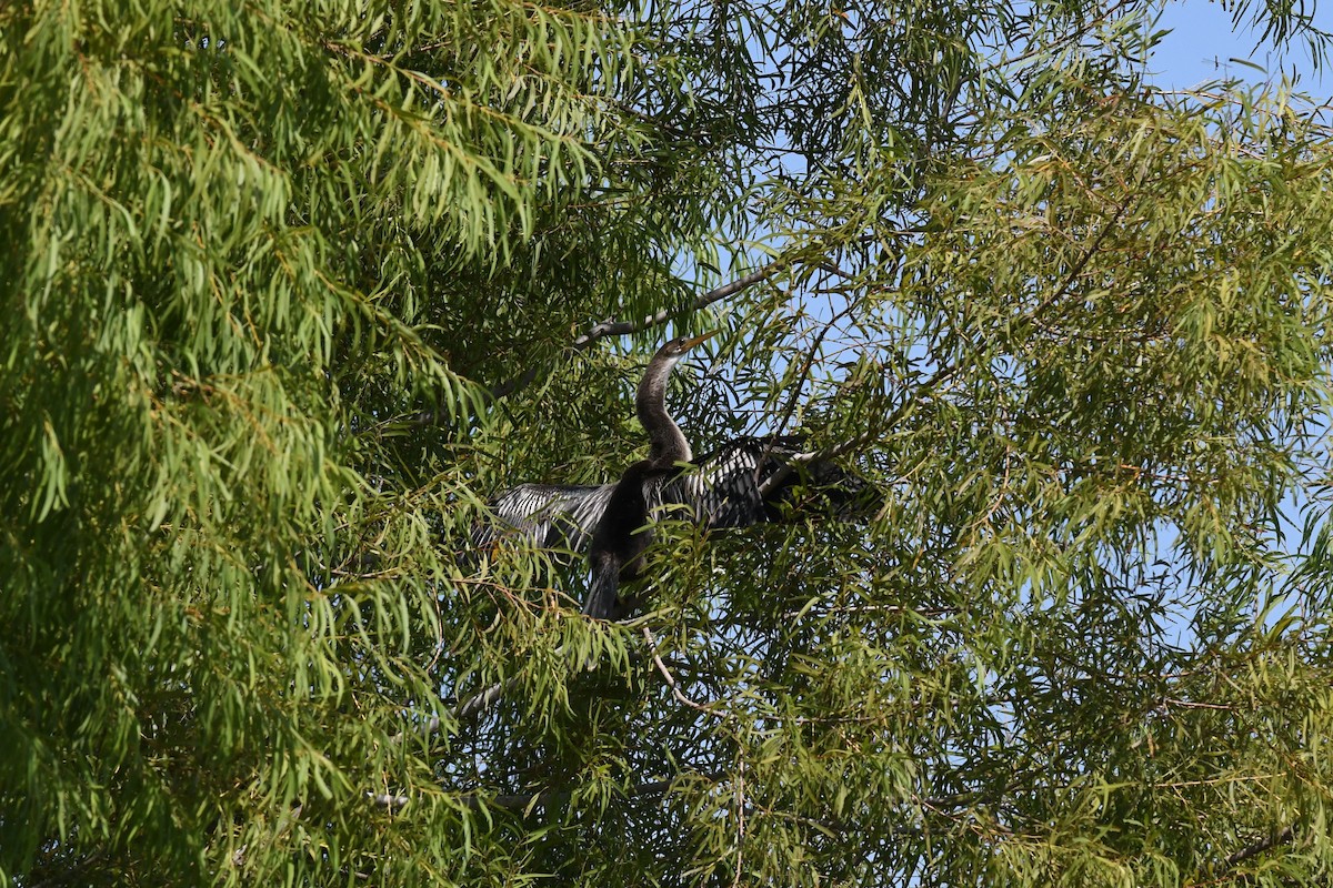 amerikaslangehals - ML641651805