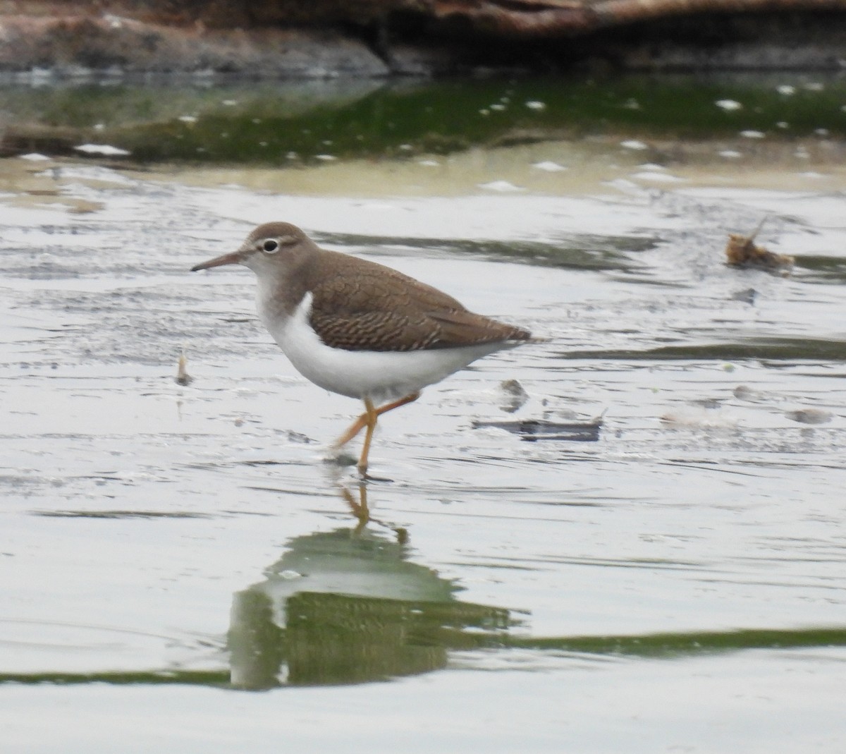 flekksnipe - ML641651815