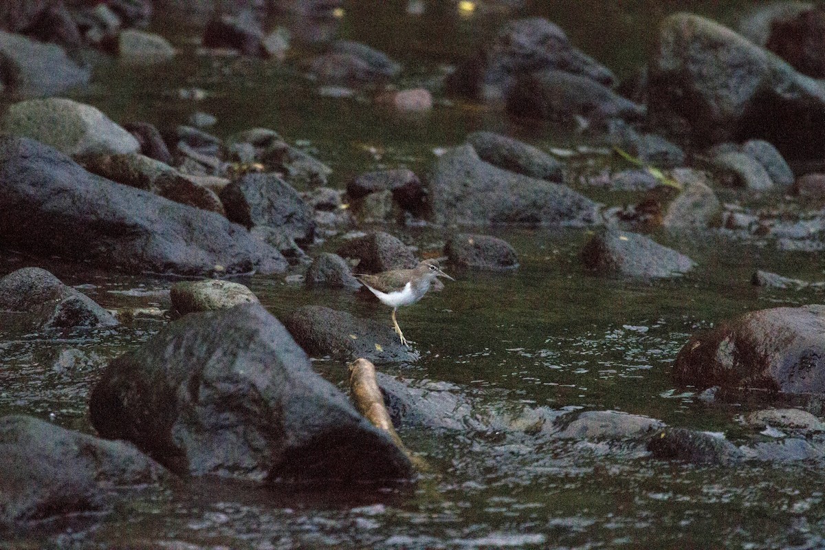 flekksnipe - ML641651827
