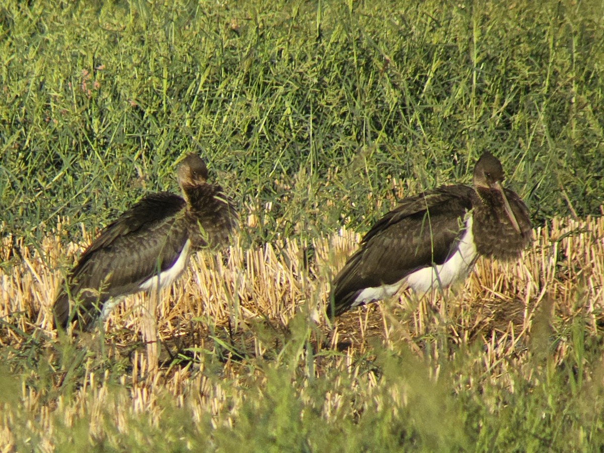 svartstork - ML641651841